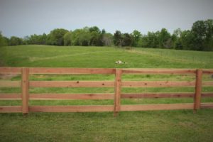 grass fed sheep in the field