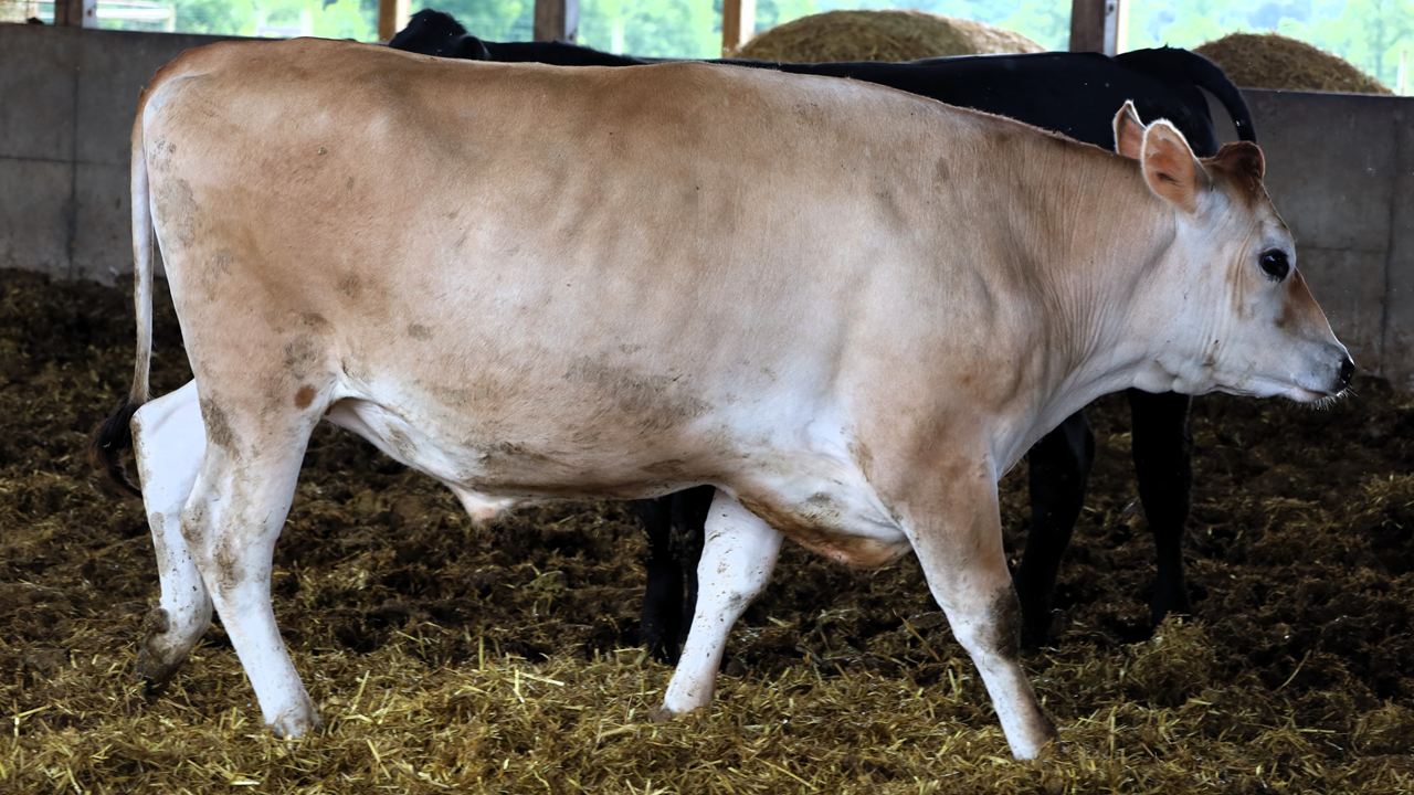 Jersey Beef for Showalters Meats Specials Page